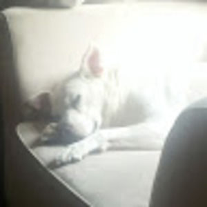 Meet your Posher, Oscar